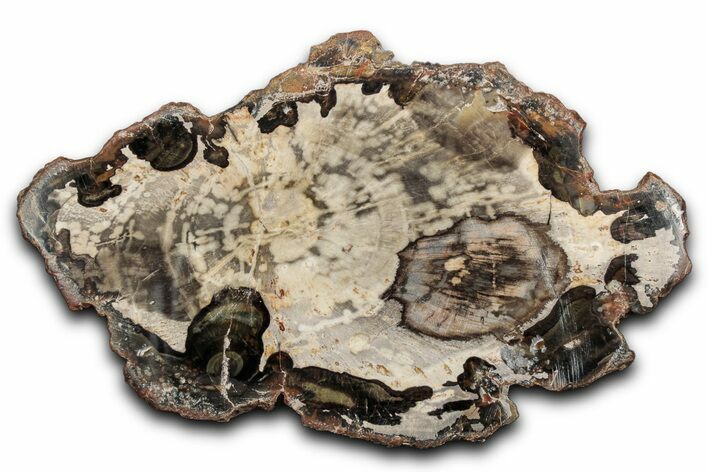 Beautiful Petrified Wood (Araucaria) Slab - Madagascar #344655
